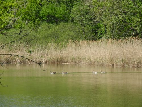 Enten im Gederner See